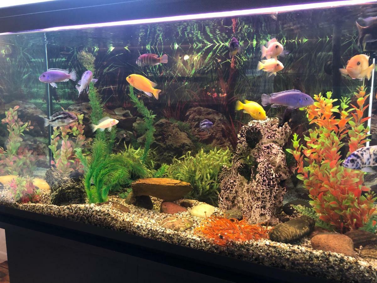Apartamentai Viktorija نيدا المظهر الخارجي الصورة